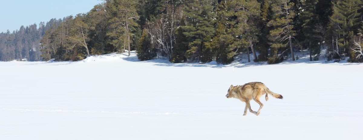 ceb75cdb874eb06a0576bbc0e54285db